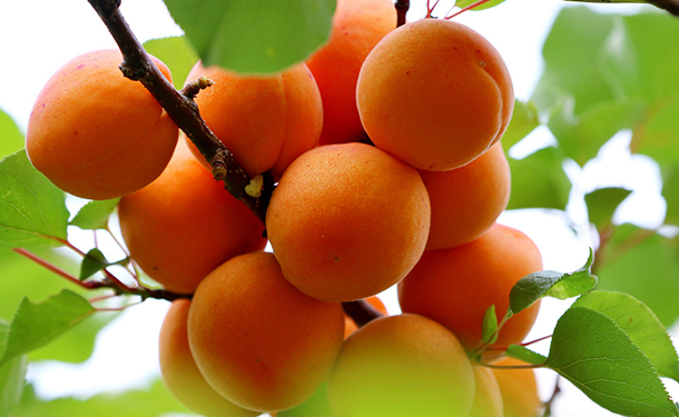 Apricot is a fruit tree hardy for zone 7