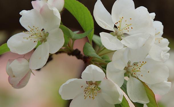 Malus evereste is a flowering tree for your yard or landscape