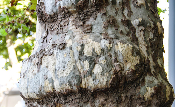 Tree canker disease causing a deformed trunk