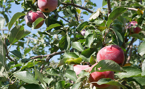 Trees like crabapples are not known to have invasive roots