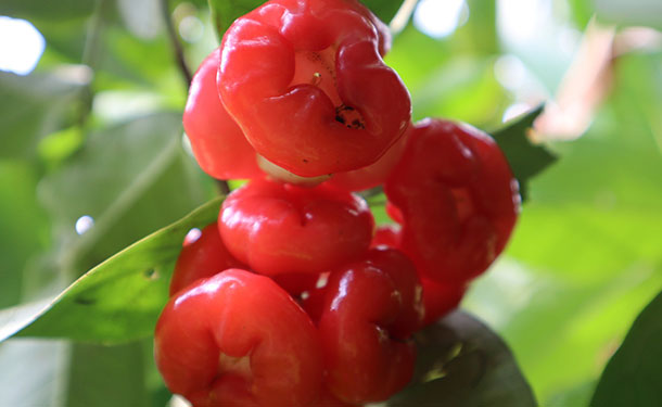 Surinam cherries from eugenia topiary