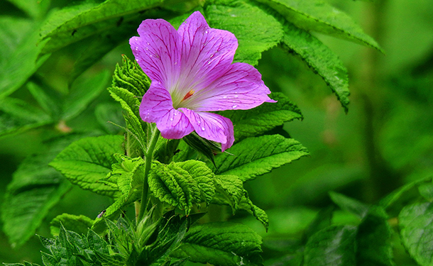 Beneficial companion plants include geraniums