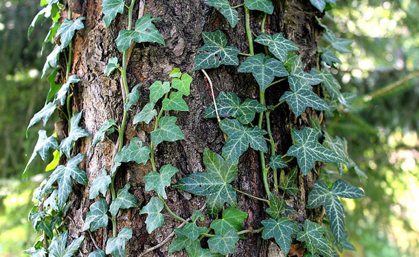 Tree trunk with climbing ivy vines