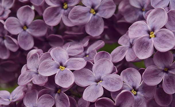 Lilac syringa purple flowering shrub