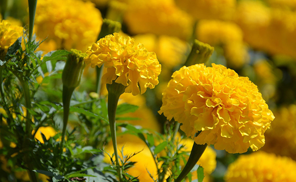Beneficial companion plants include marigolds
