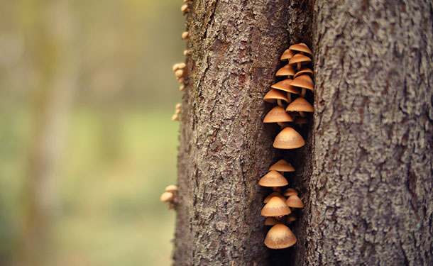 Mushrooms or conks growing from a tree trunk are a sign of disease and rapid decline