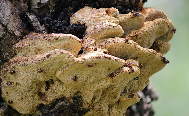 Hazardous tree diseases include oak bracket