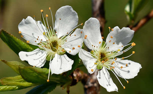Pyrus is a flowering tree for your yard or landscape
