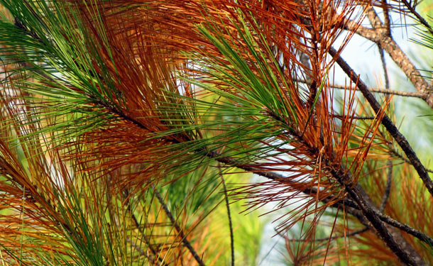 Evergreen pine tree with browning needles
