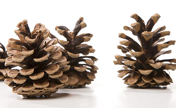 Pine trees reproduce when female cones open and release seeds