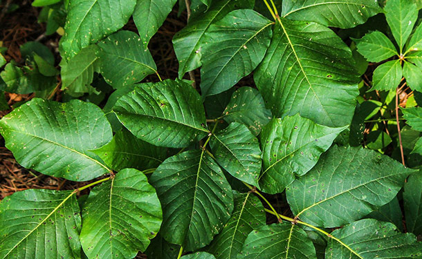 Poison Ivy leaves in spring with urushiol oil
