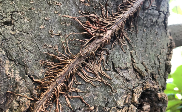 Poison Ivy roots clinging to tree trunk with rootlets