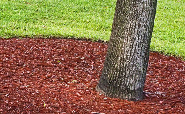 Properly mulched healthy tree in yard
