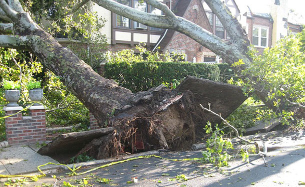 toppled tree broken in rain storm