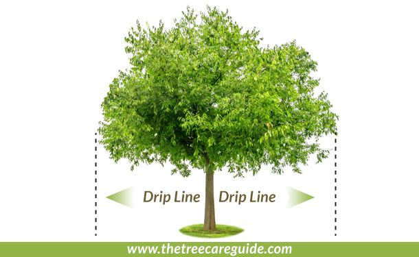 From outer tree leaves down to the soil is the drip line and mulch area is from the trunk to drip line