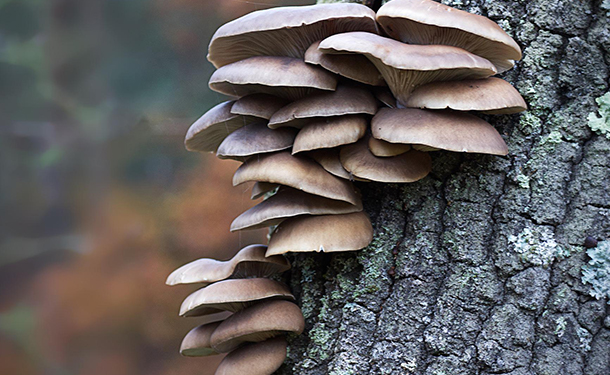 Hazardous tree diseases include heart and root rot producing mushroom conks