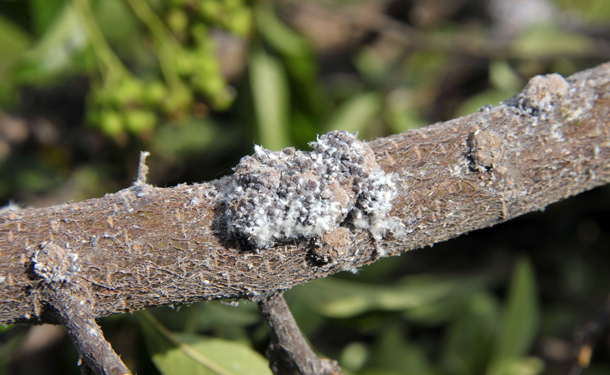 Tree infestation in need of pest control