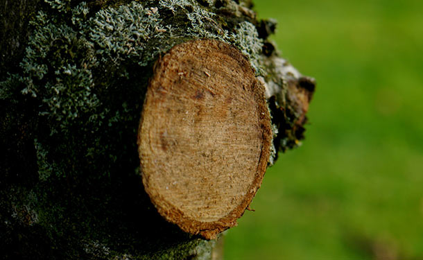 Tree damage from poor pruning can be corrected by making correct cuts
