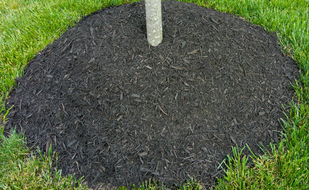 Tree volcano mulching in landscape