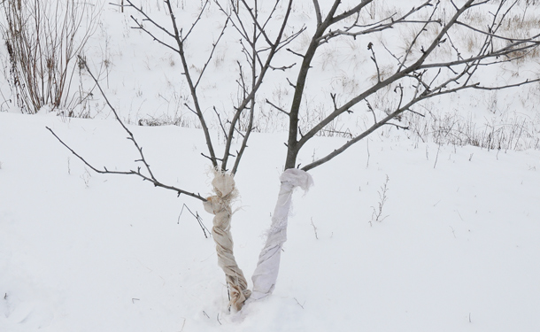 Wrapped deciduous fruit tree trunks in winter