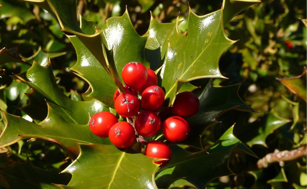 Evergreen shrubs for shade American holly zone 8