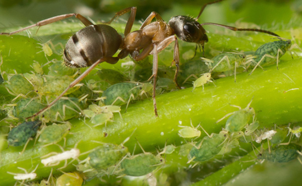 Tree infested with aphids colonized by ants