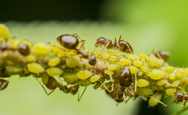 Ants harvesting honeydew from an aphid infestation