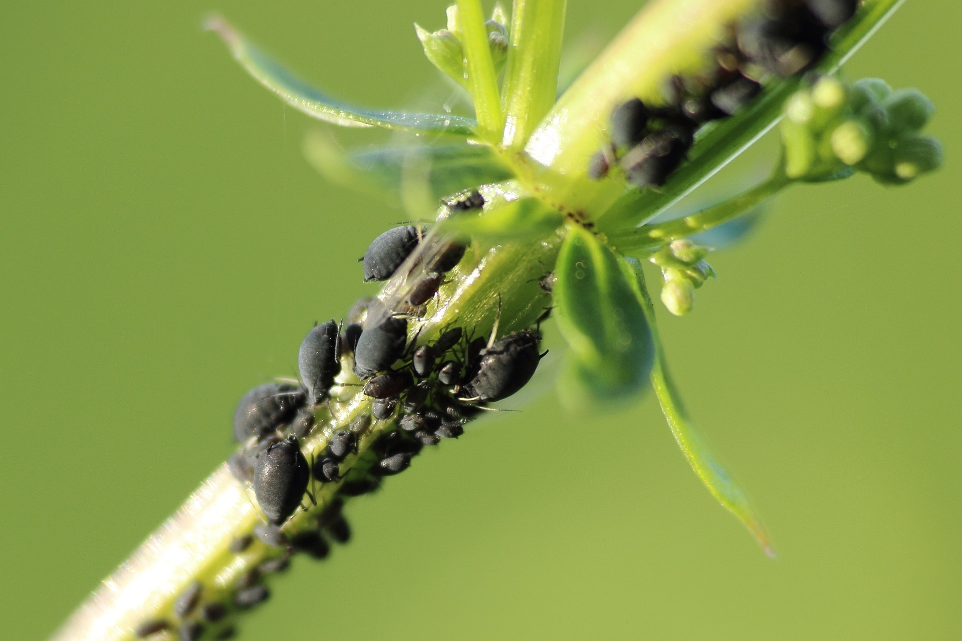 Crucial tree care tips for property owners include how to handle insects and disease