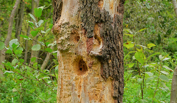 bark peeling off tree