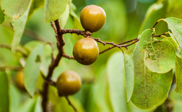 Manchineel tree fruit or beach apples are poisonous to humans