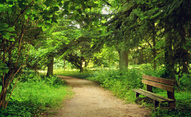 Park bench among trees shrubs and grass