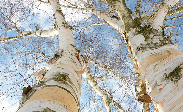 Thin peeling bark on a birch tree