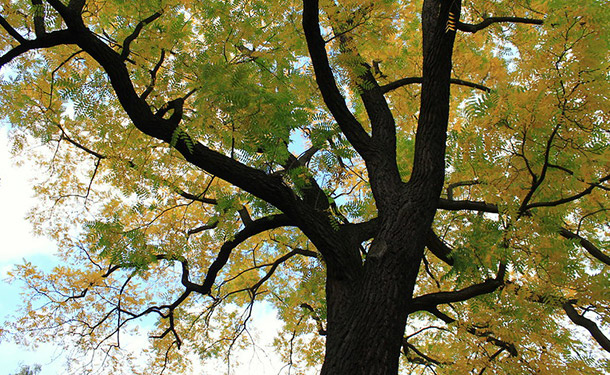 black walnut tree