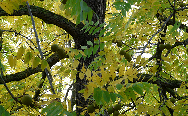 Trees like black walnut are not known to have invasive roots