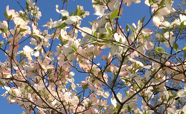 Cornus is a flowering tree for your yard or landscape