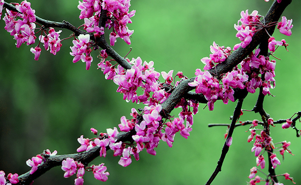 Texas redbud is a flowering tree for your yard or landscape
