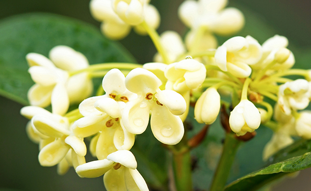 Osmanthus fragrans is a flowering tree for your yard or landscape