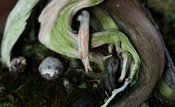 Bonsai care includes repotting and root pruning