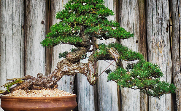 Bonsai tree watering repotting pruning and fertilizing