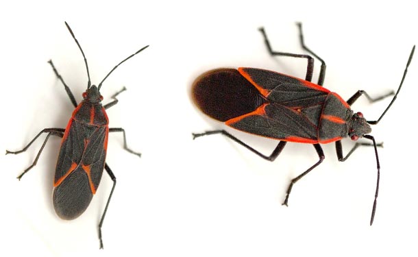 box elder bug pest control