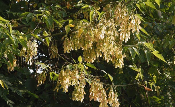 Acer negundo boxelder tree blooming