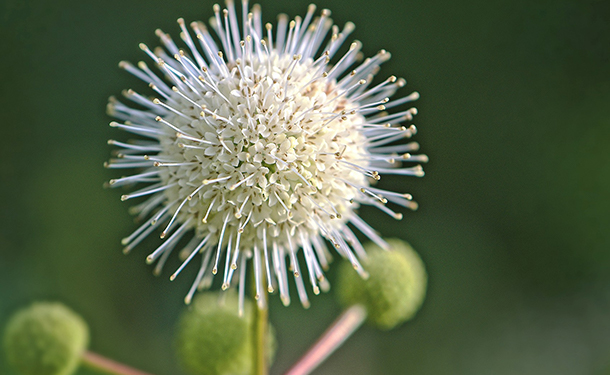 Buttonbush cephalanthus occidentalis