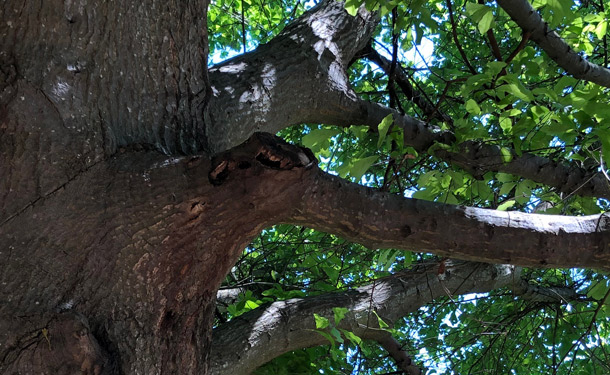 Tree canker disease on branch with severe decay