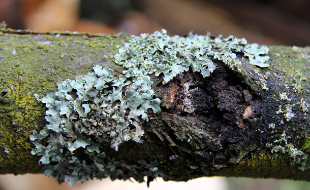 Canker disease on tree branch