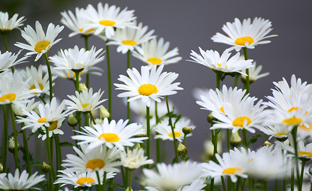 Beneficial companion plants include chamomile