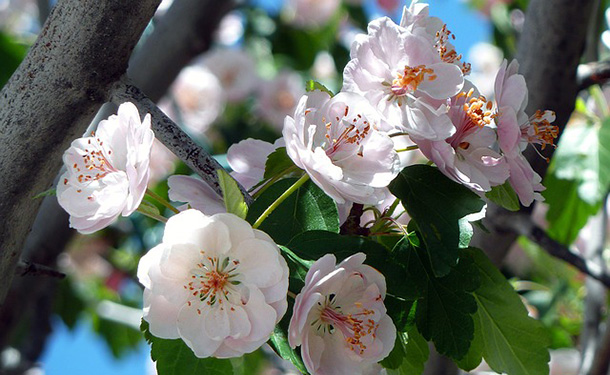 cherry tree flowers