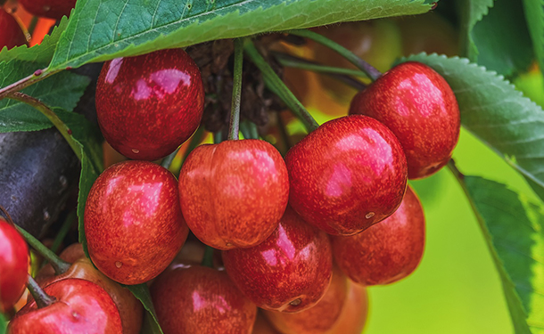 Cherry is a fruit tree hardy for zone 7