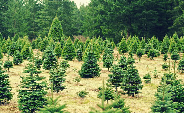 christmas tree farm in roswell ga