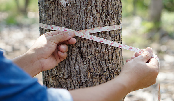circumference measuring tape method for knowing tree age