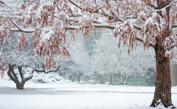 Predictive and consequential dormancy for deciduous trees